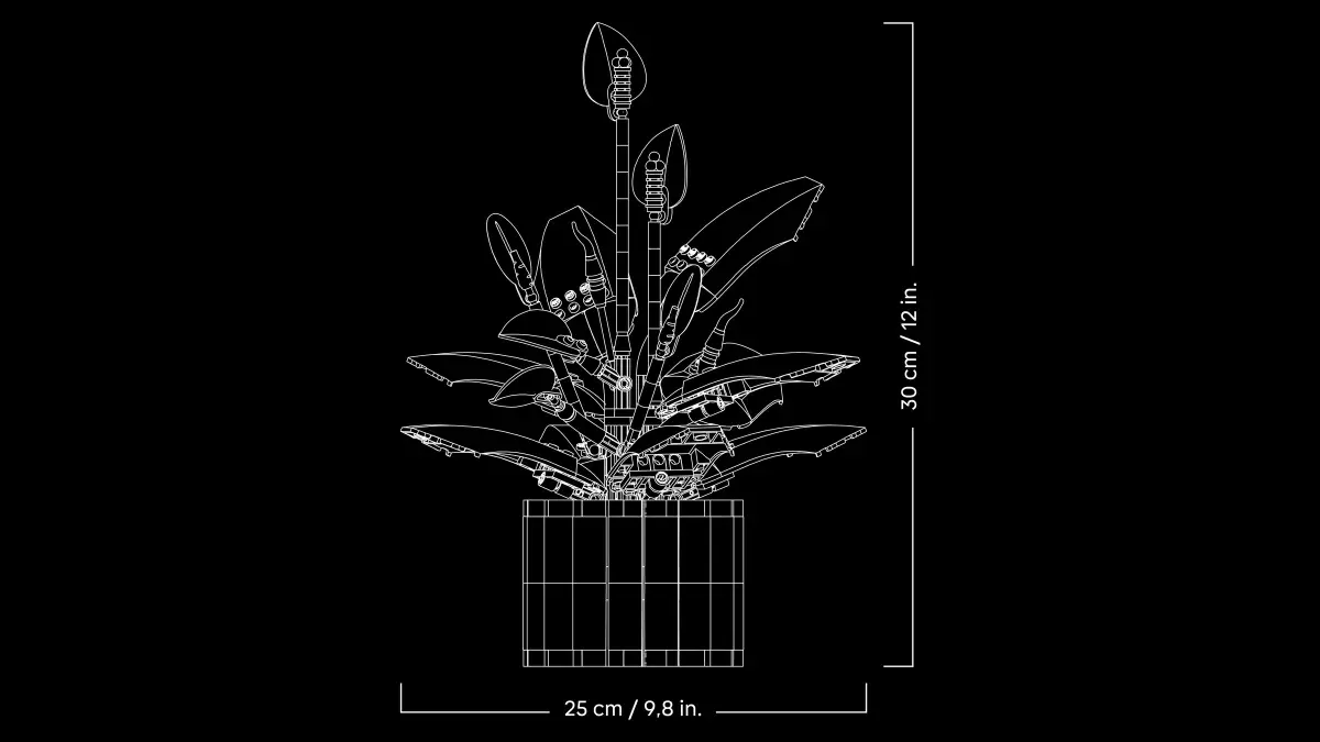 Lepelplant -11504