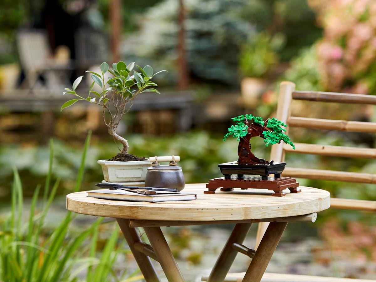 Bonsai Tree - 10281