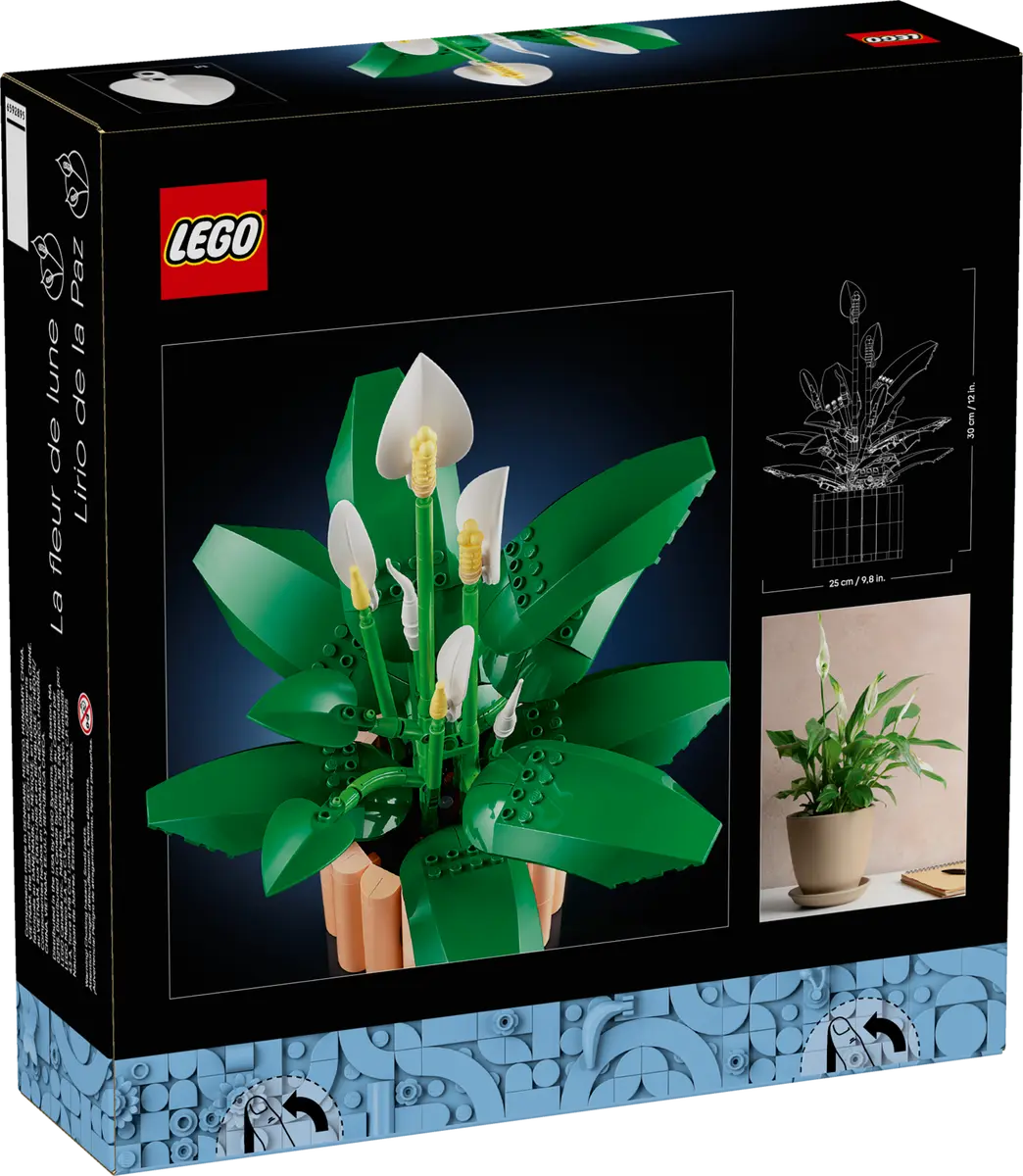 Lepelplant -11504