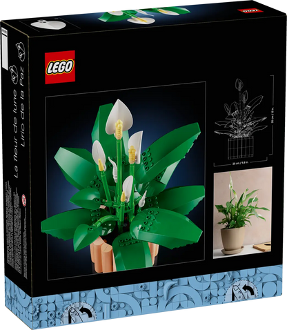 Lepelplant -11504