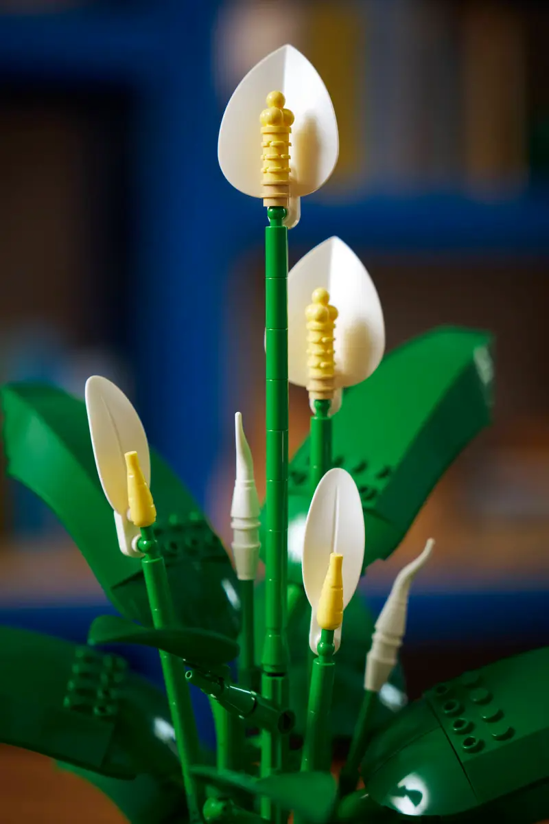 Lepelplant -11504