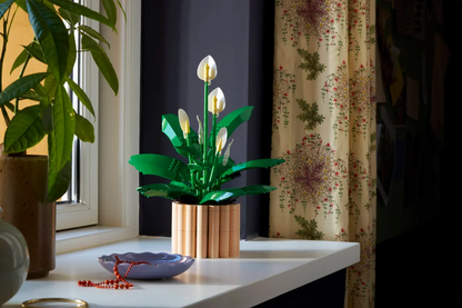 Lepelplant -11504
