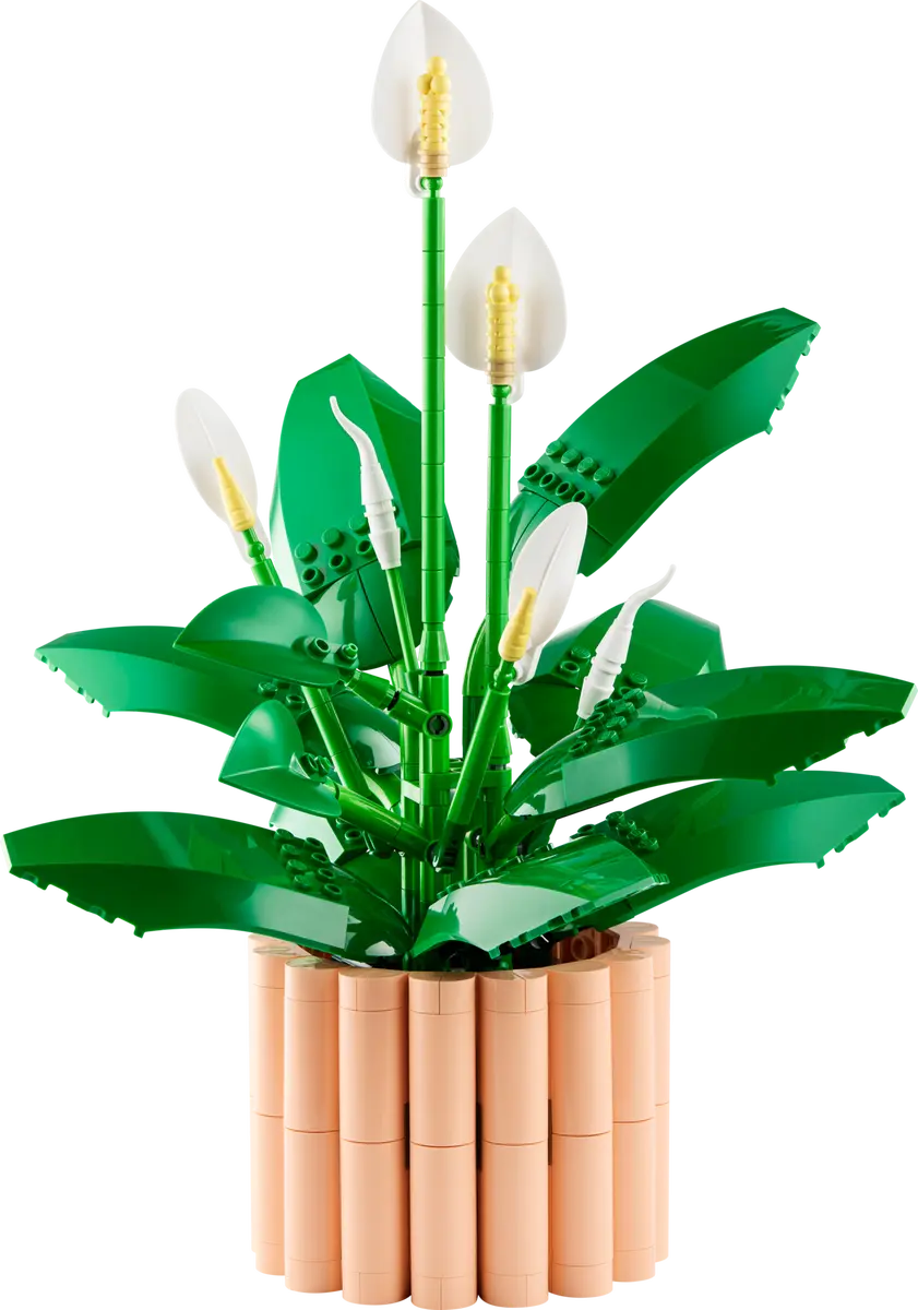 Lepelplant -11504