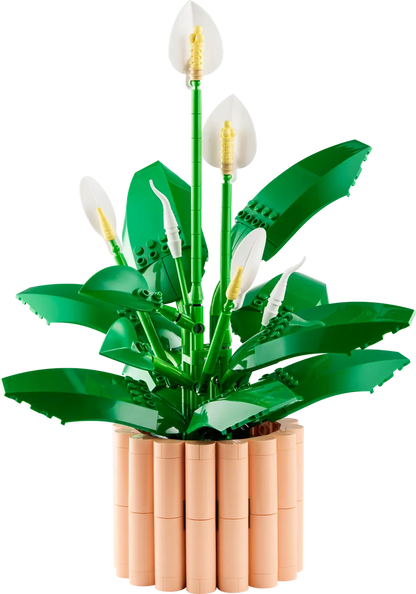Lepelplant -11504