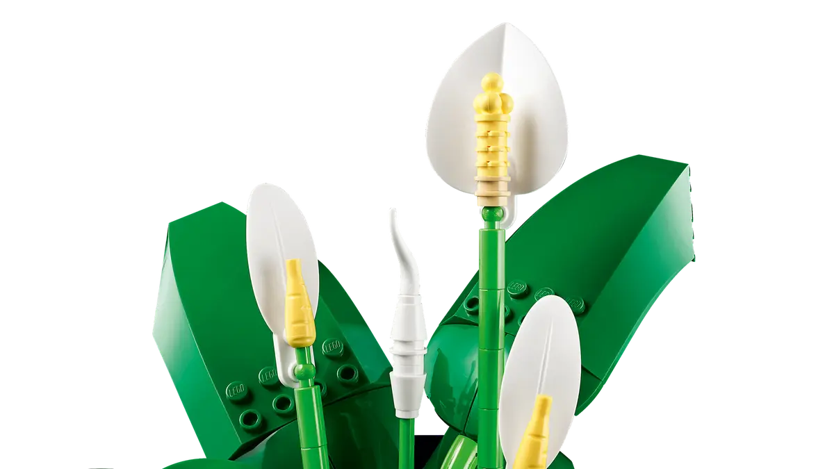 Lepelplant -11504