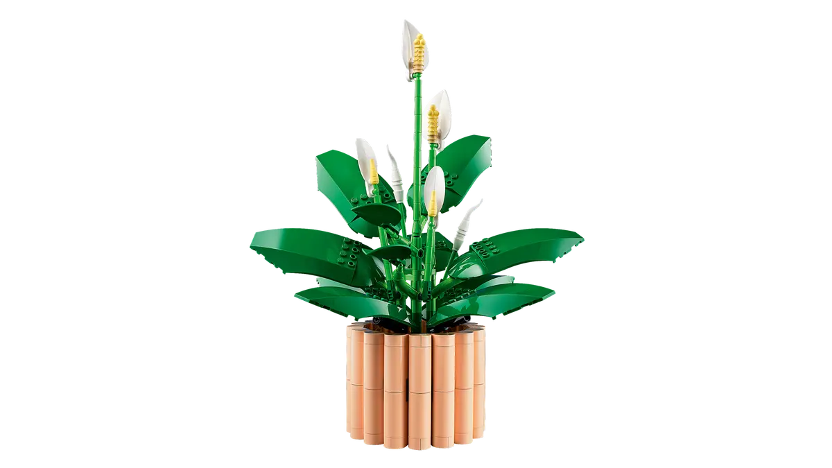 Lepelplant -11504