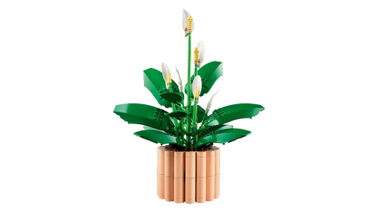 Lepelplant -11504