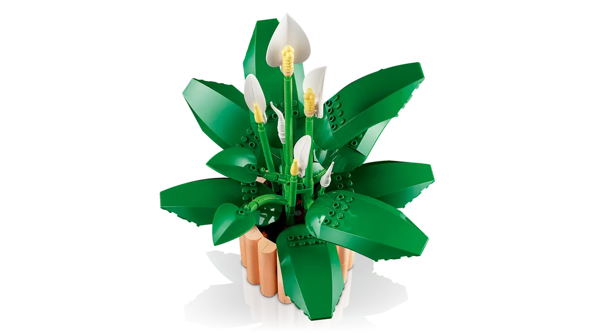 Lepelplant -11504