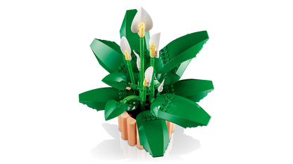 Lepelplant -11504