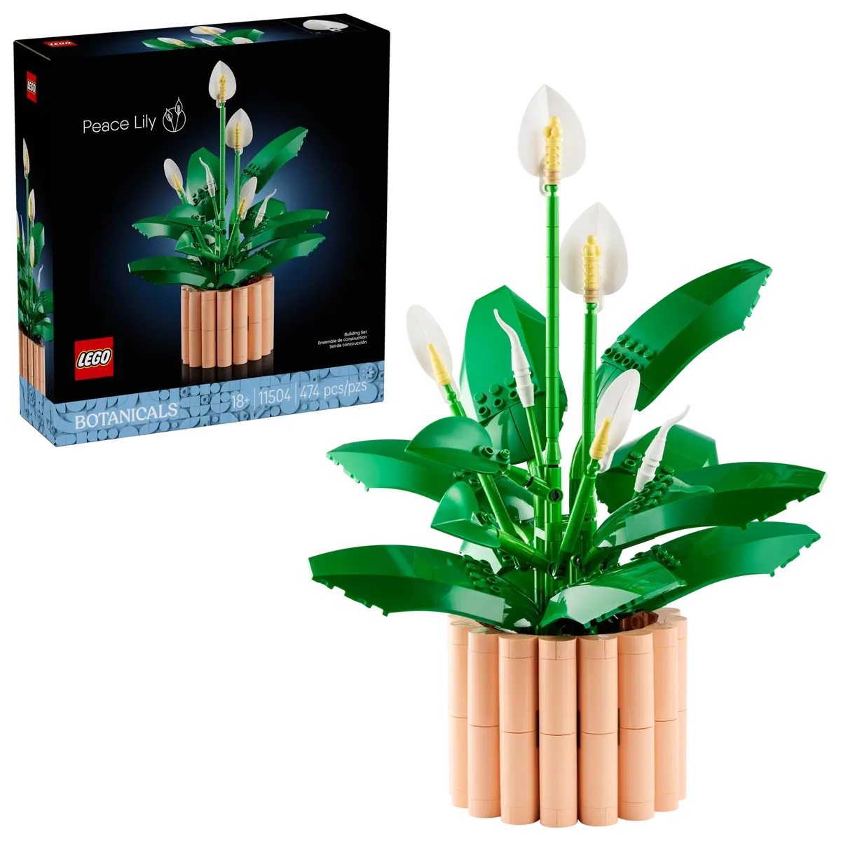 Lepelplant -11504