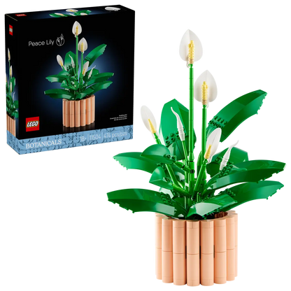 Lepelplant -11504