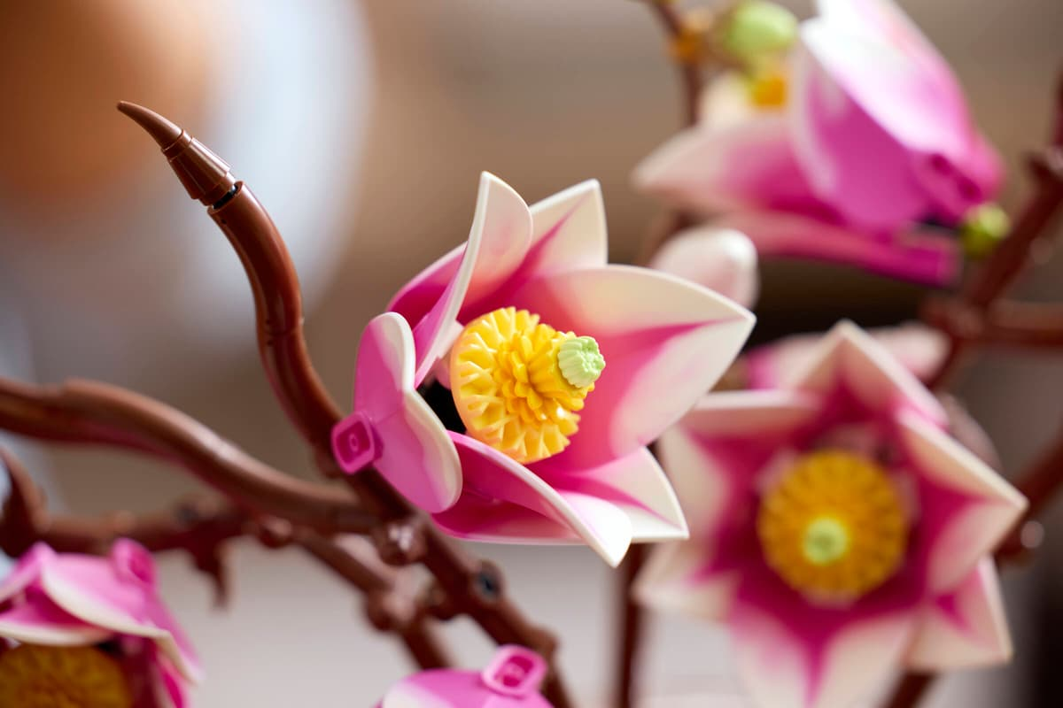 Magnolia branches - 11510