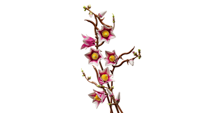 Magnolia branches - 11510